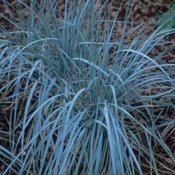 Elymus